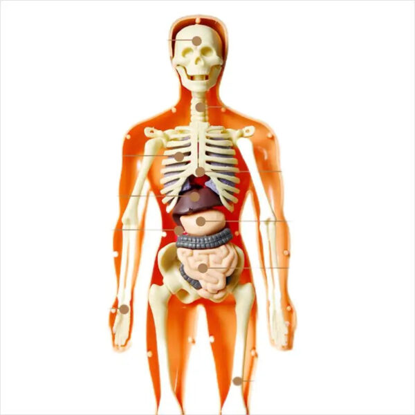 Human Body Assembly Toy - Image 3