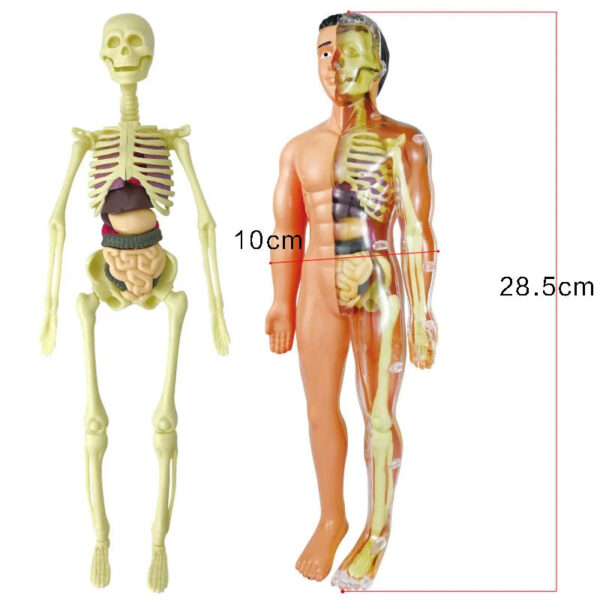 Human Body Assembly Toy - Image 5