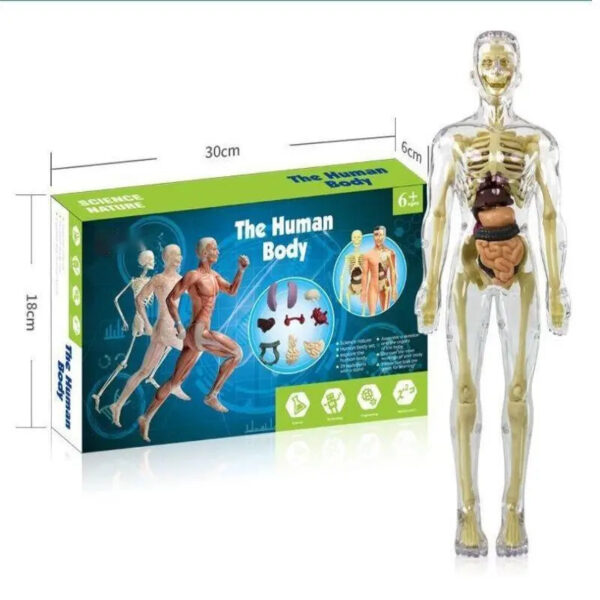 Human Body Assembly Toy - Image 8