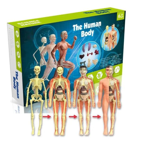 Human Body Assembly Toy - Image 2