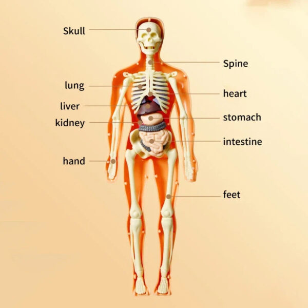 Human Body Assembly Toy - Image 4
