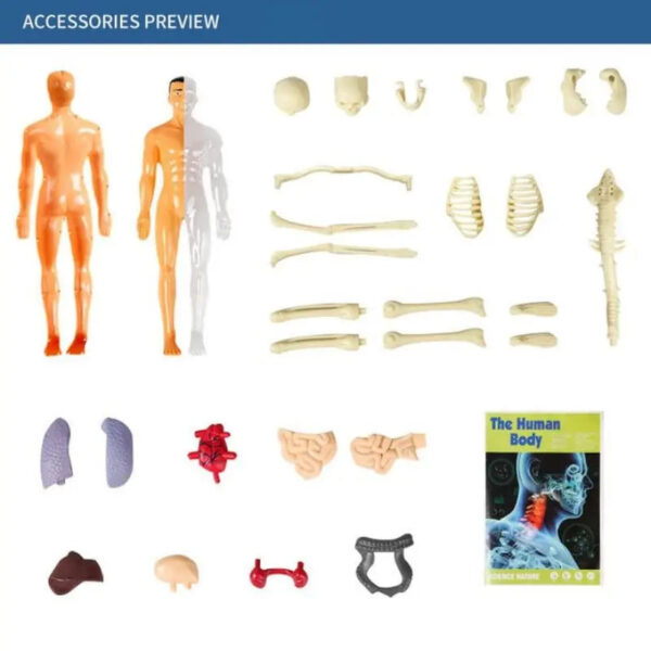Human Body Assembly Toy - Image 6