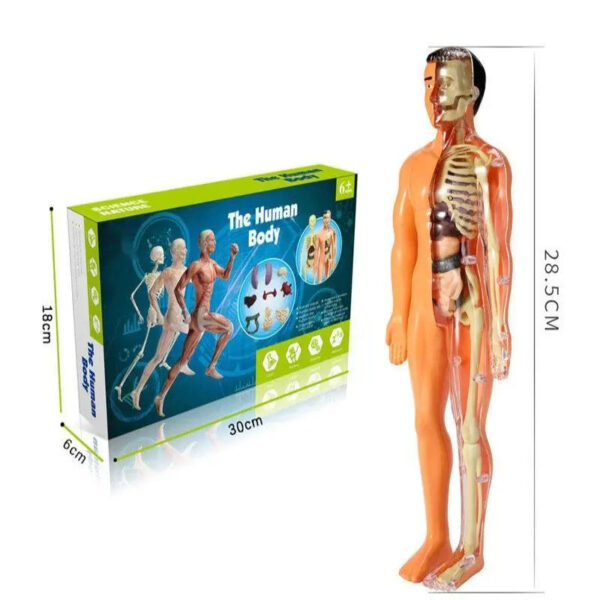 Human Body Assembly Toy - Image 7