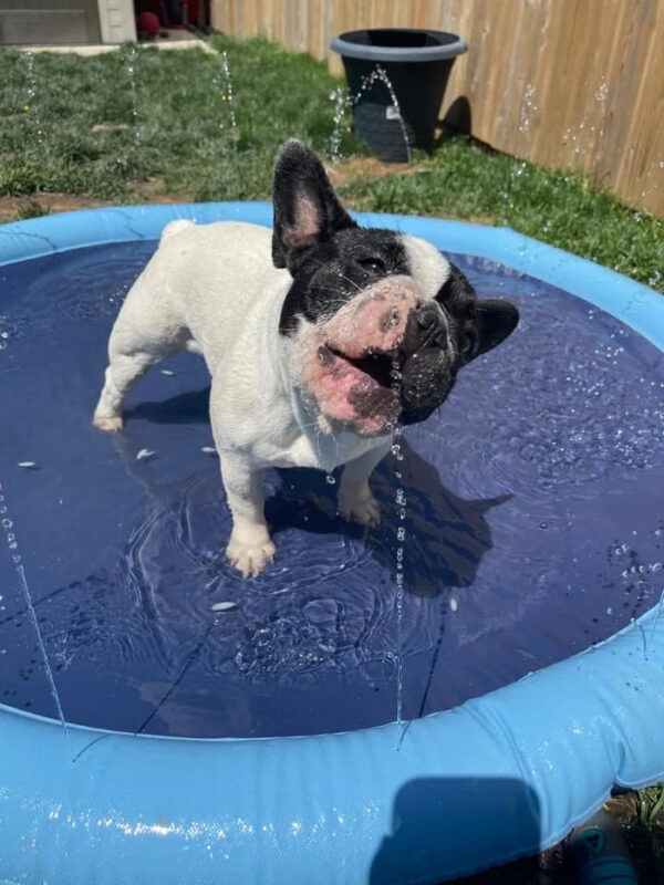 Non-Slip Splash Pad for Kids and Dog - Image 12