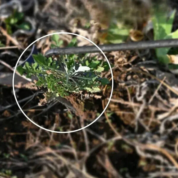 WeedWizard™ Garden Weed Puller - Image 4